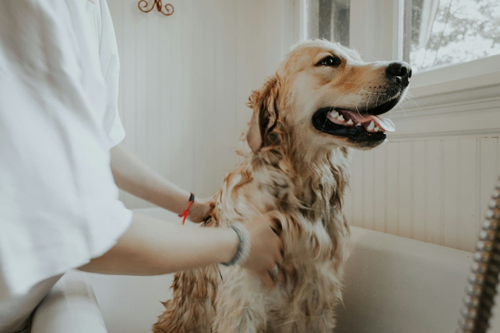 A groomer washing a golden retriever in a bright, tiled bathing room